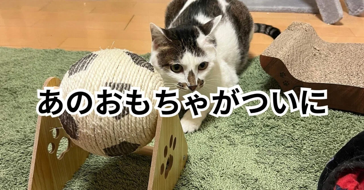 tomoe-Cat様 専用ページ 【公式通販】 あの猫様専用