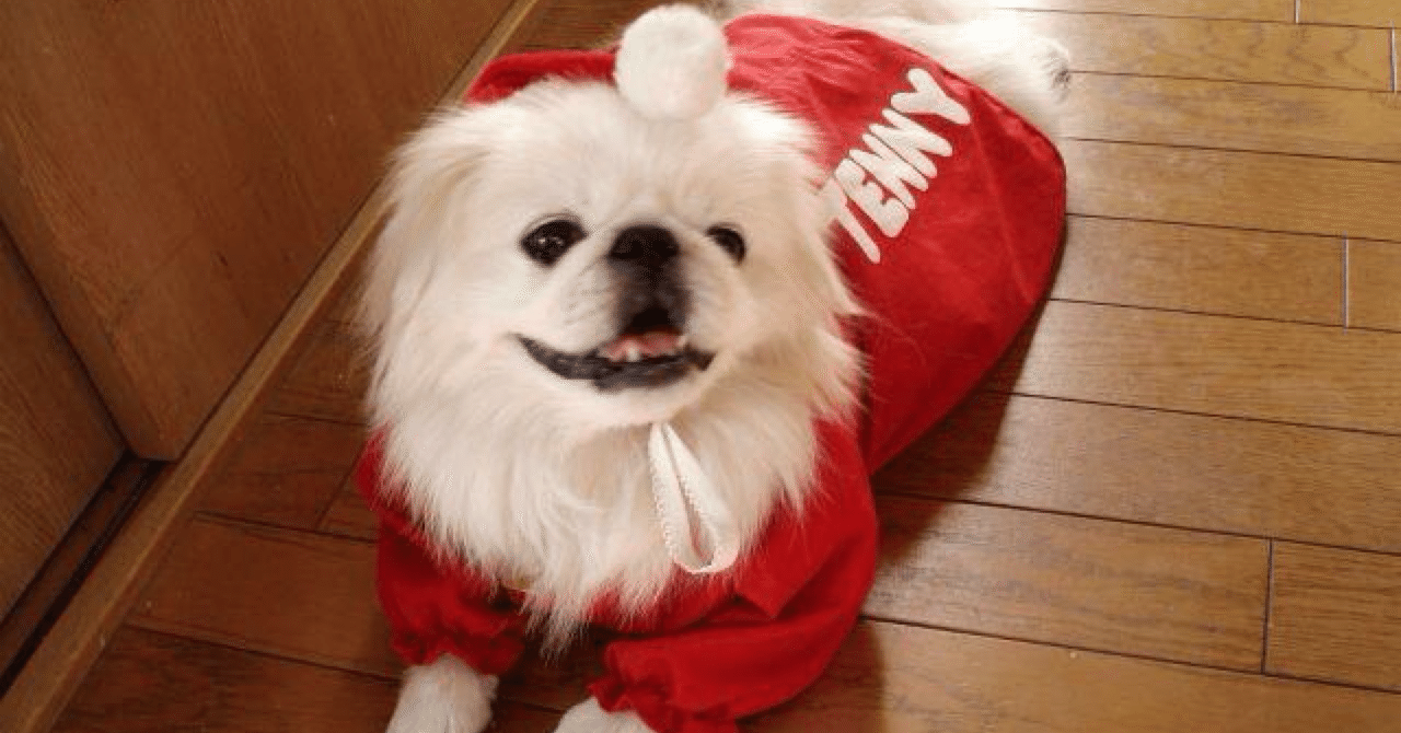 忘れられない犬と忘れられた猫｜MEIKO, image size:1280x670