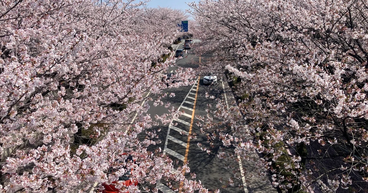 八幡山公園～鹿沼市さつき大通り桜並木～千手山公園～お丸山公園