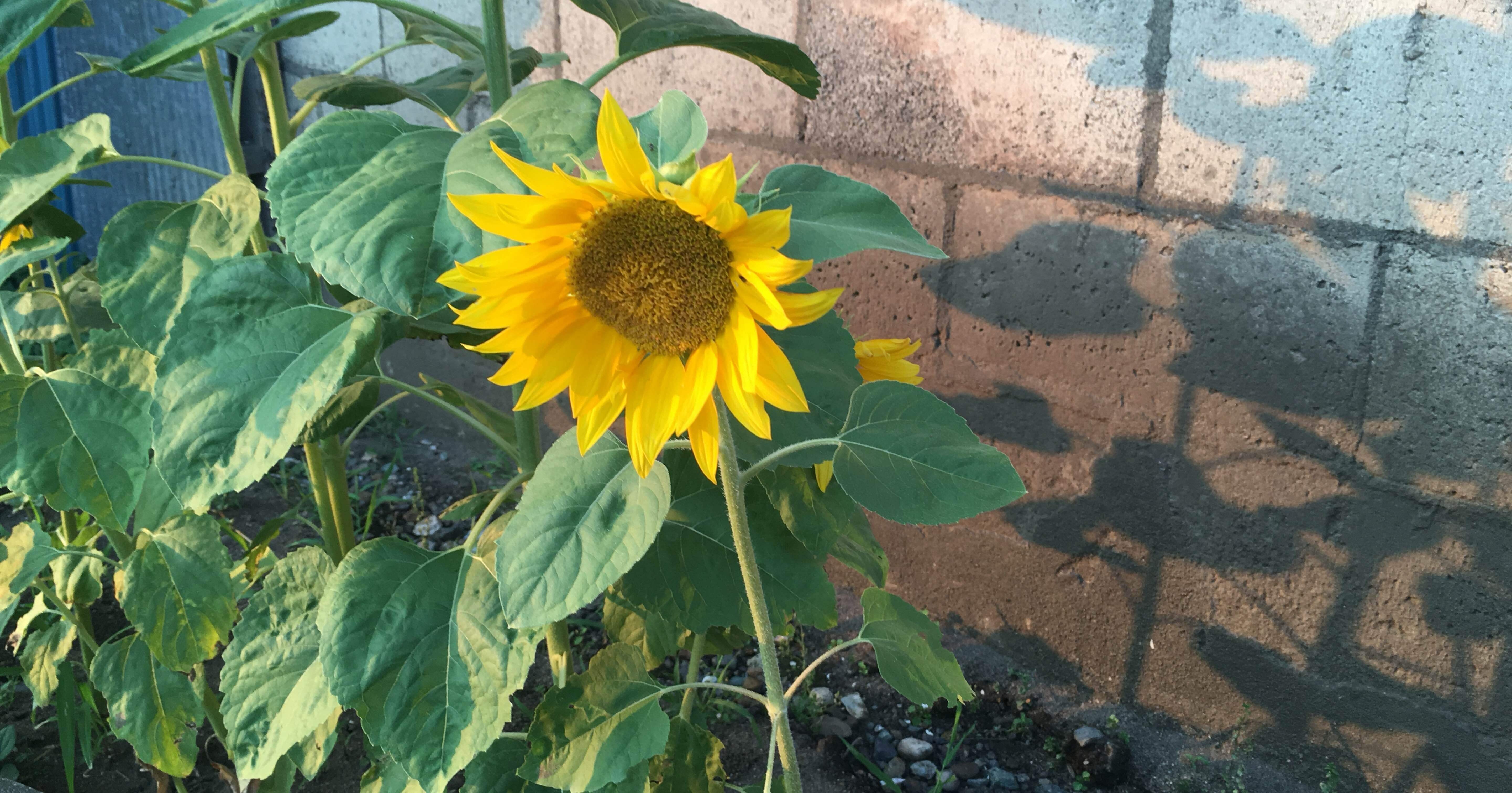 ひまわり｜sakebitary