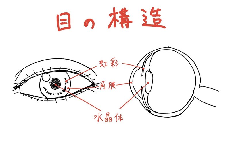 人体の作画 目の構造について Jo Note 人体の作画 目の構造について Jo Note