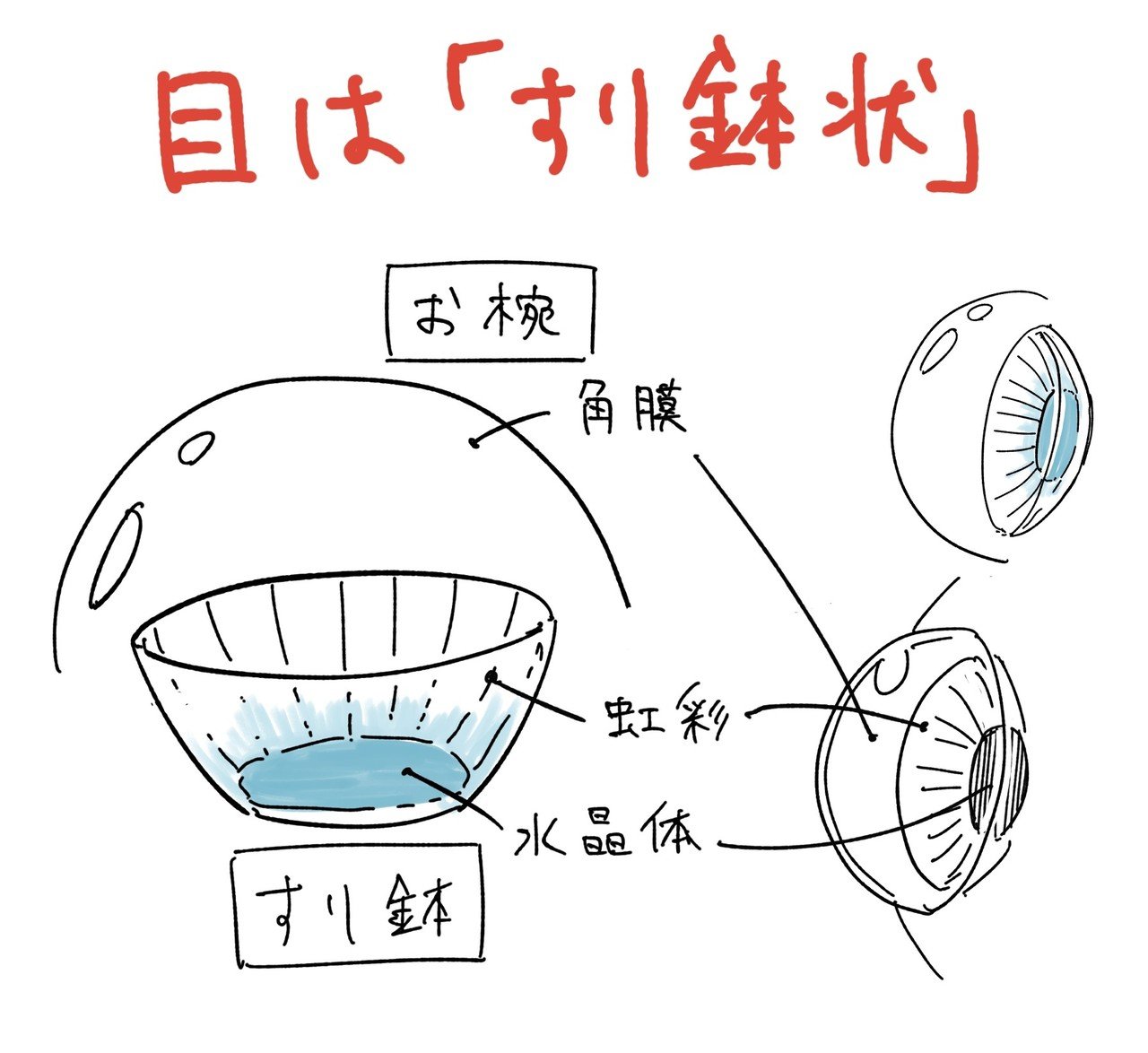 人体の作画 目の構造について Jo Note 人体の作画 目の構造について Jo Note