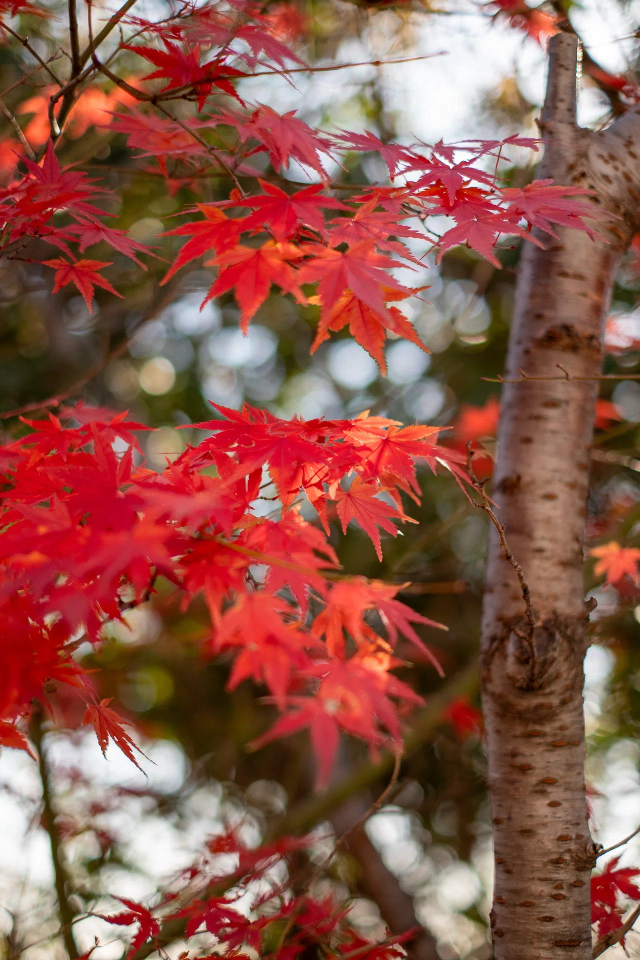NikonのボディにFUJIのレンズを装着｜桜橋