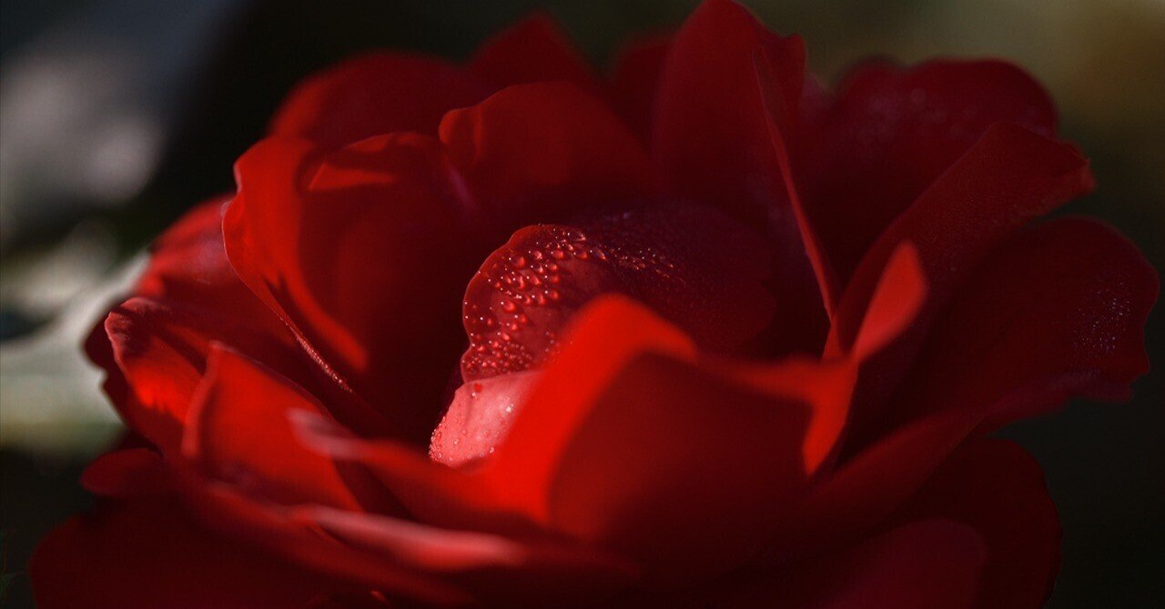 TAMRON SP 90mm F2.8 Di MACRO VC USD (F017) タムキューという愛称で