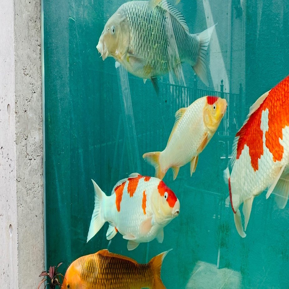 錦鯉の水槽作っておくから！｜Natsu Sakuma