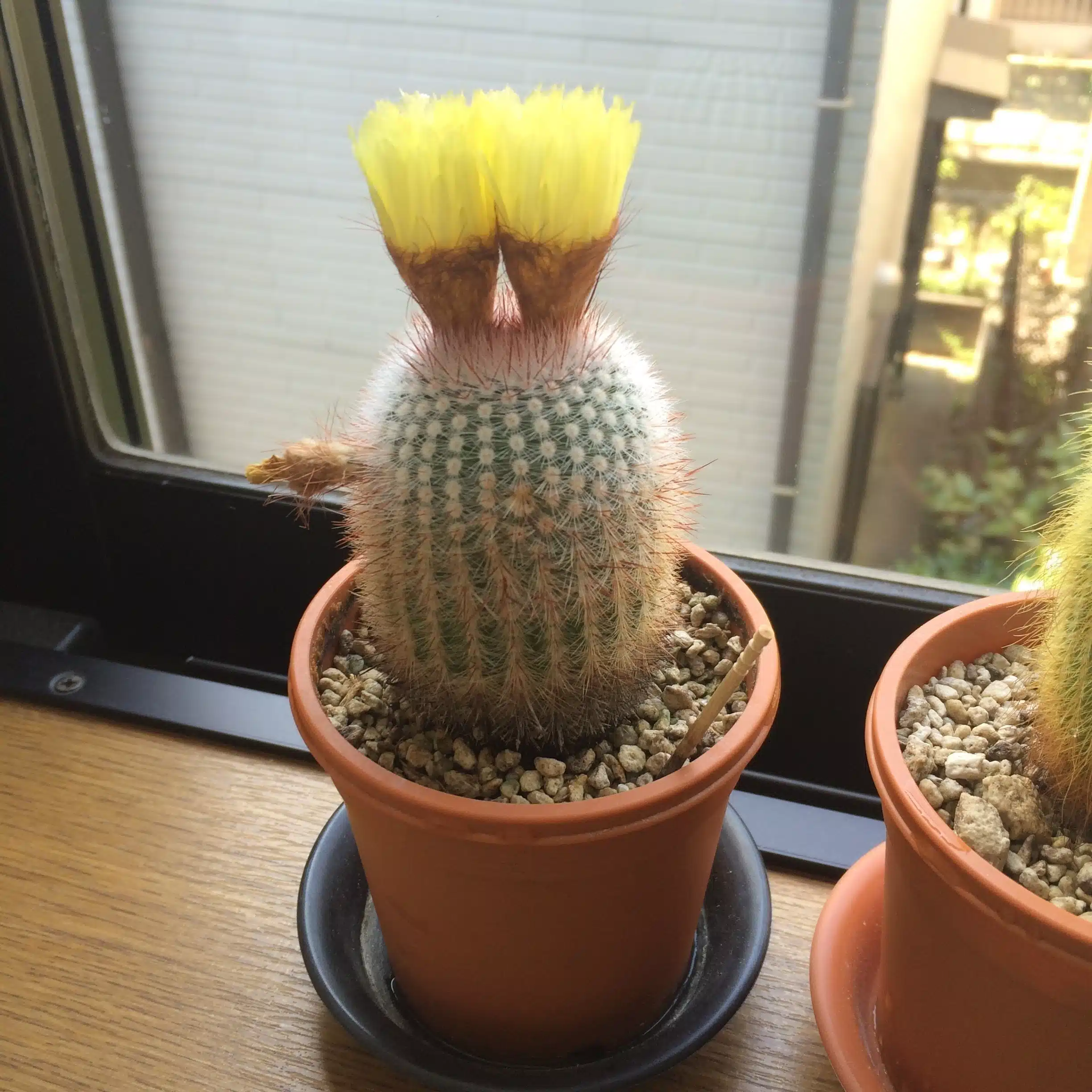 habitaso