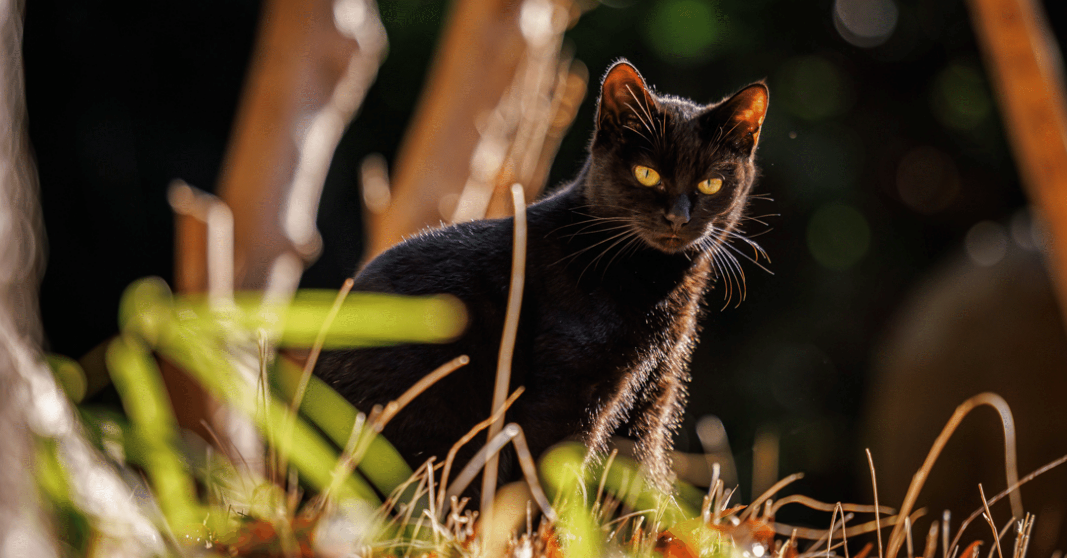 光をまとう黒猫】｜猫写真家 猫田晃広