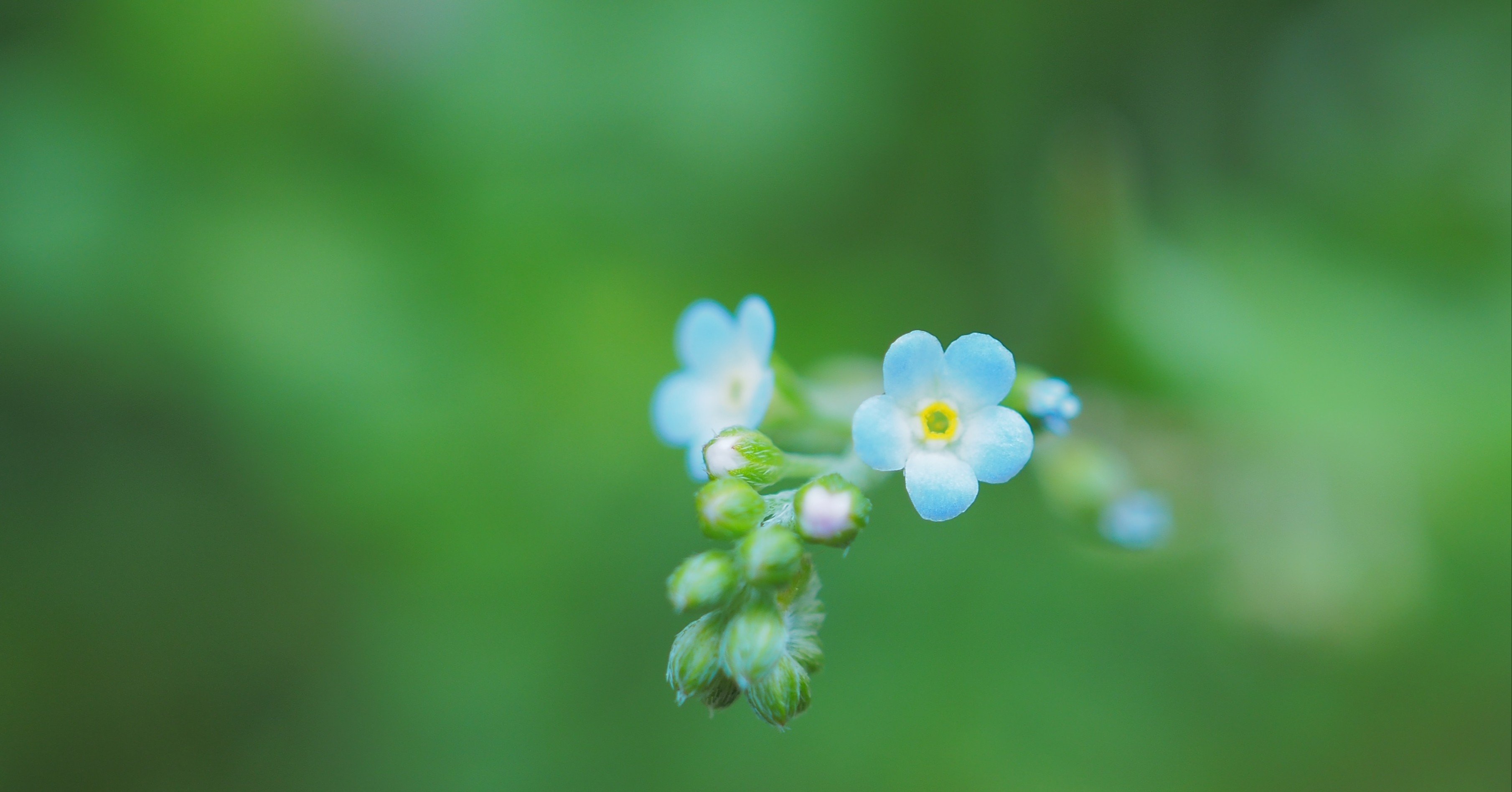 足元のかわいいお花 キュウリグサ ちびっこインタープリター Note
