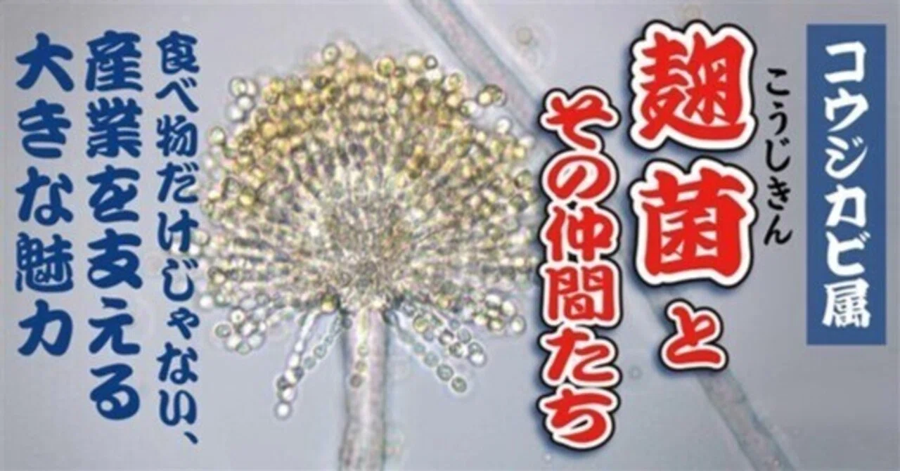 麹菌の魅力と可能性を探る【後編】 麹菌だけではない、コウジカビ属菌の魅力|ナイト(独立行政法人 製品評価技術基盤機構)