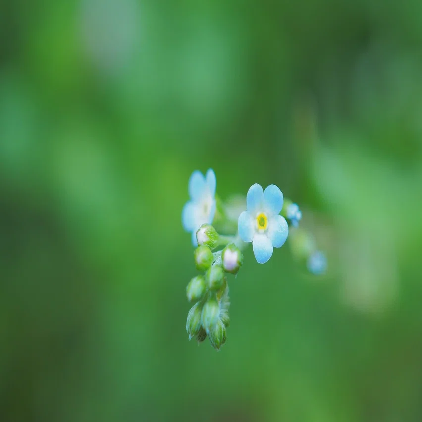 足元のかわいいお花 キュウリグサ ちびっこインタープリター Note