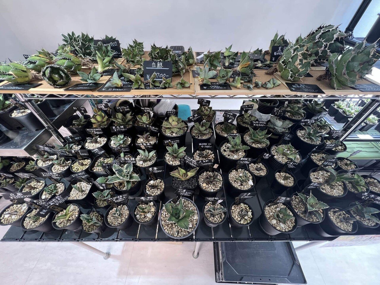 2025年アガベ関連イベント記録｜mare_agave