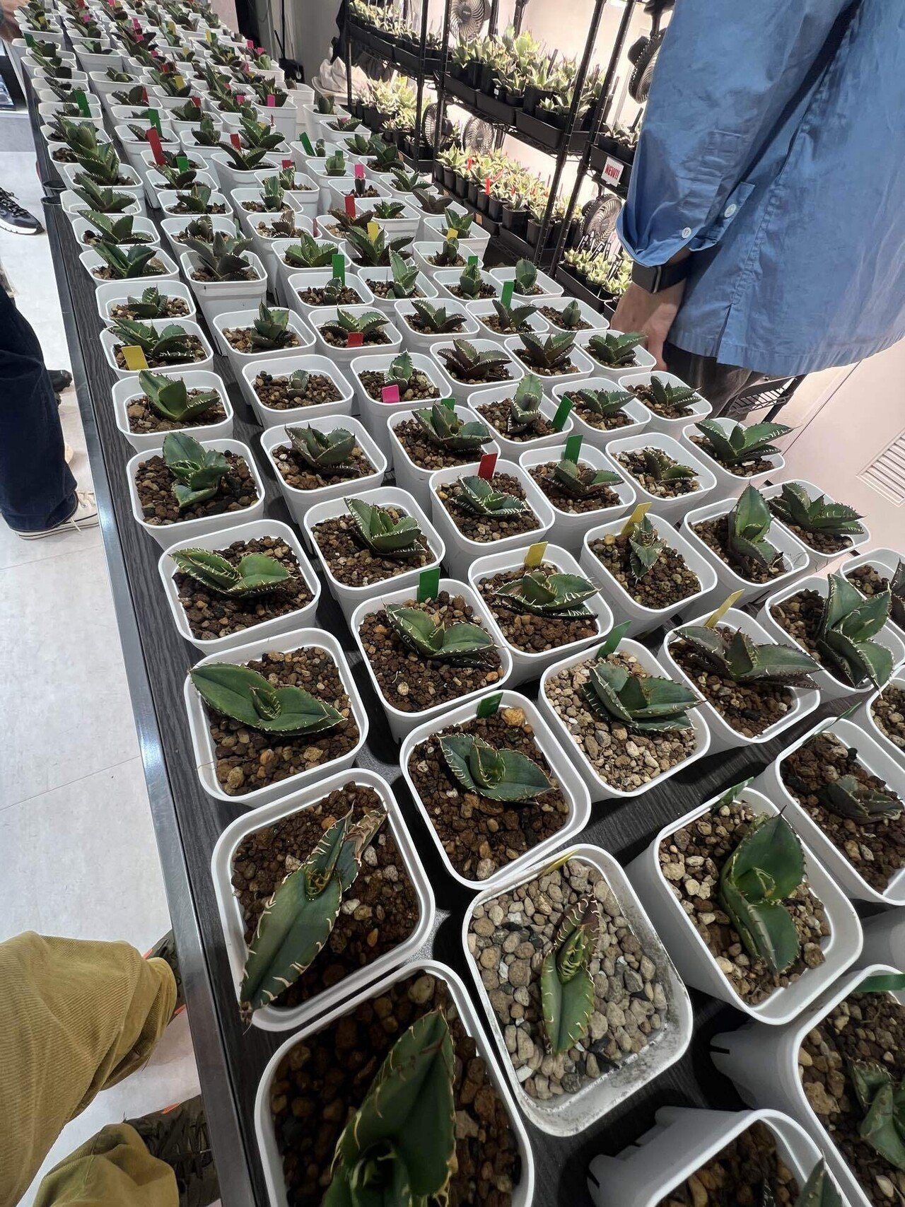 2025年アガベ関連イベント記録｜mare_agave