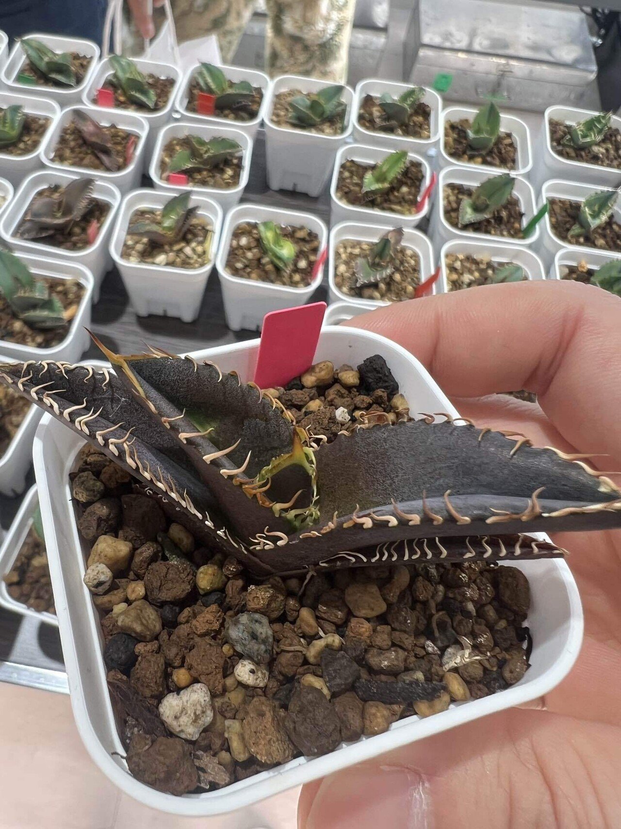 2025年アガベ関連イベント記録｜mare_agave