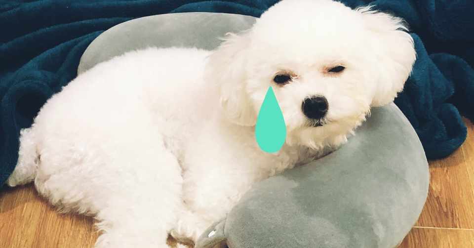 ひとり暮らしで犬を飼うデメリット トイプードルと筋トレに救われたアラサー Note