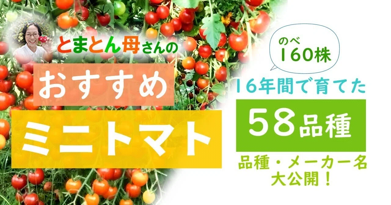 おすすめミニトマト?／は何？① 16年58品種（のべ160本）のミニトマト 