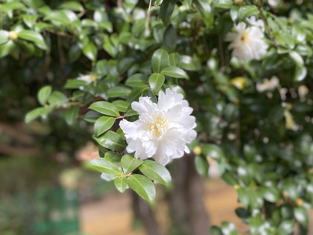 写真館1178】山茶花、咲く｜えりた