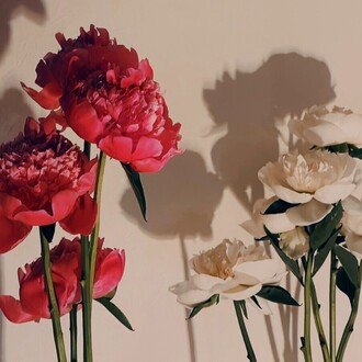 大森 支央里
