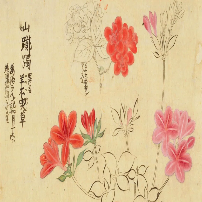195．江戸前期のツツジ図譜｜sasayan