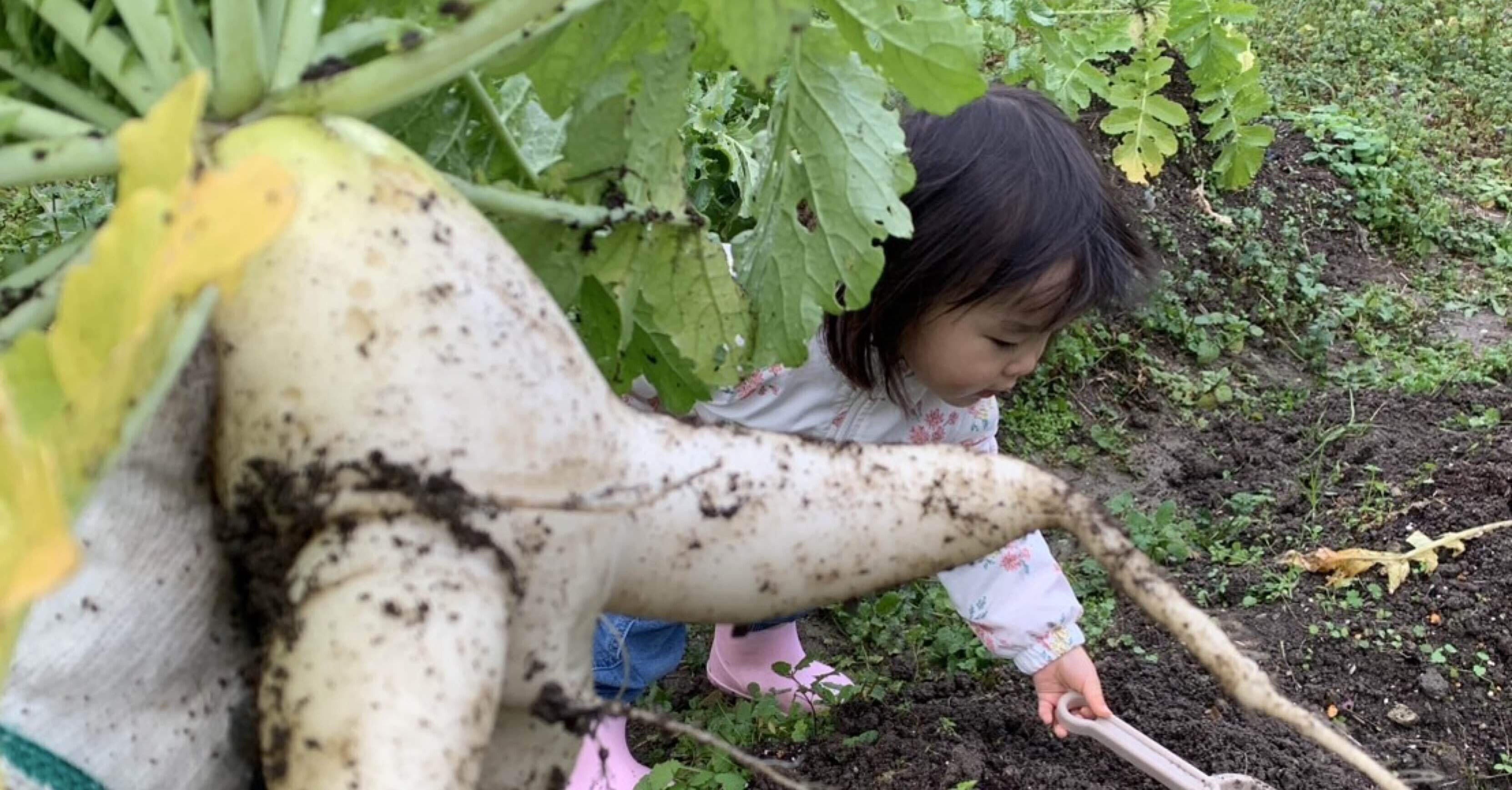 大根の成長記録｜イケダ