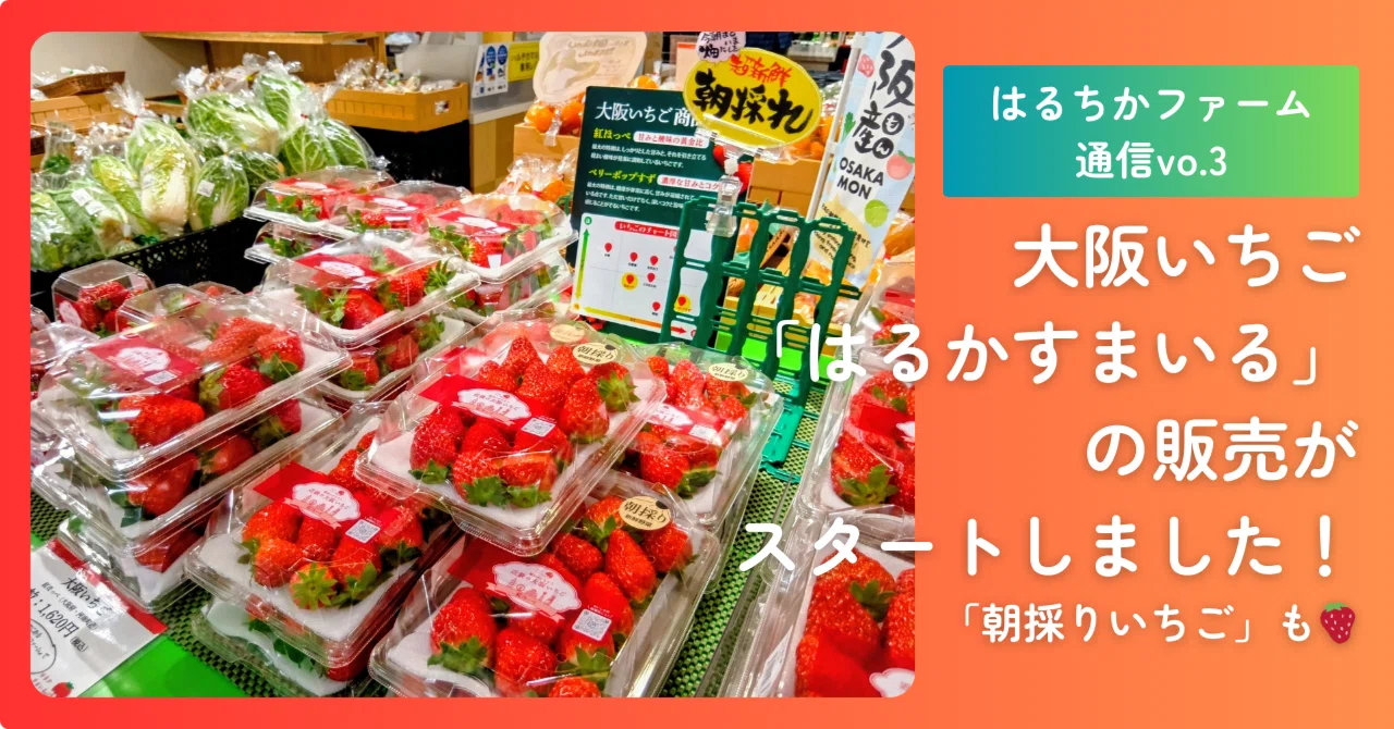 大阪いちご「はるかすまいる」の販売がスタートしました！「朝採り 