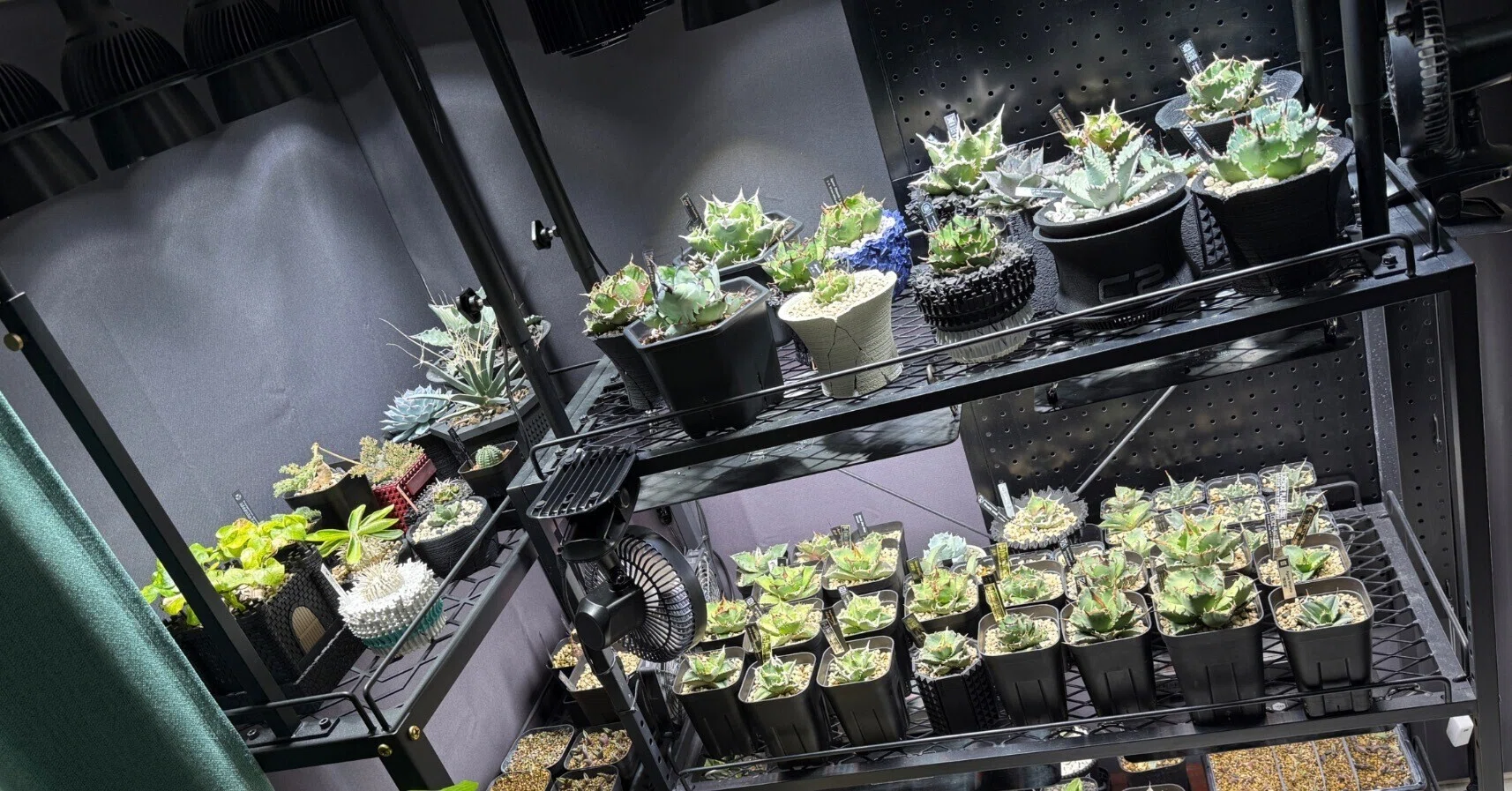 育てている珍奇な植物をまとめてみる｜koba