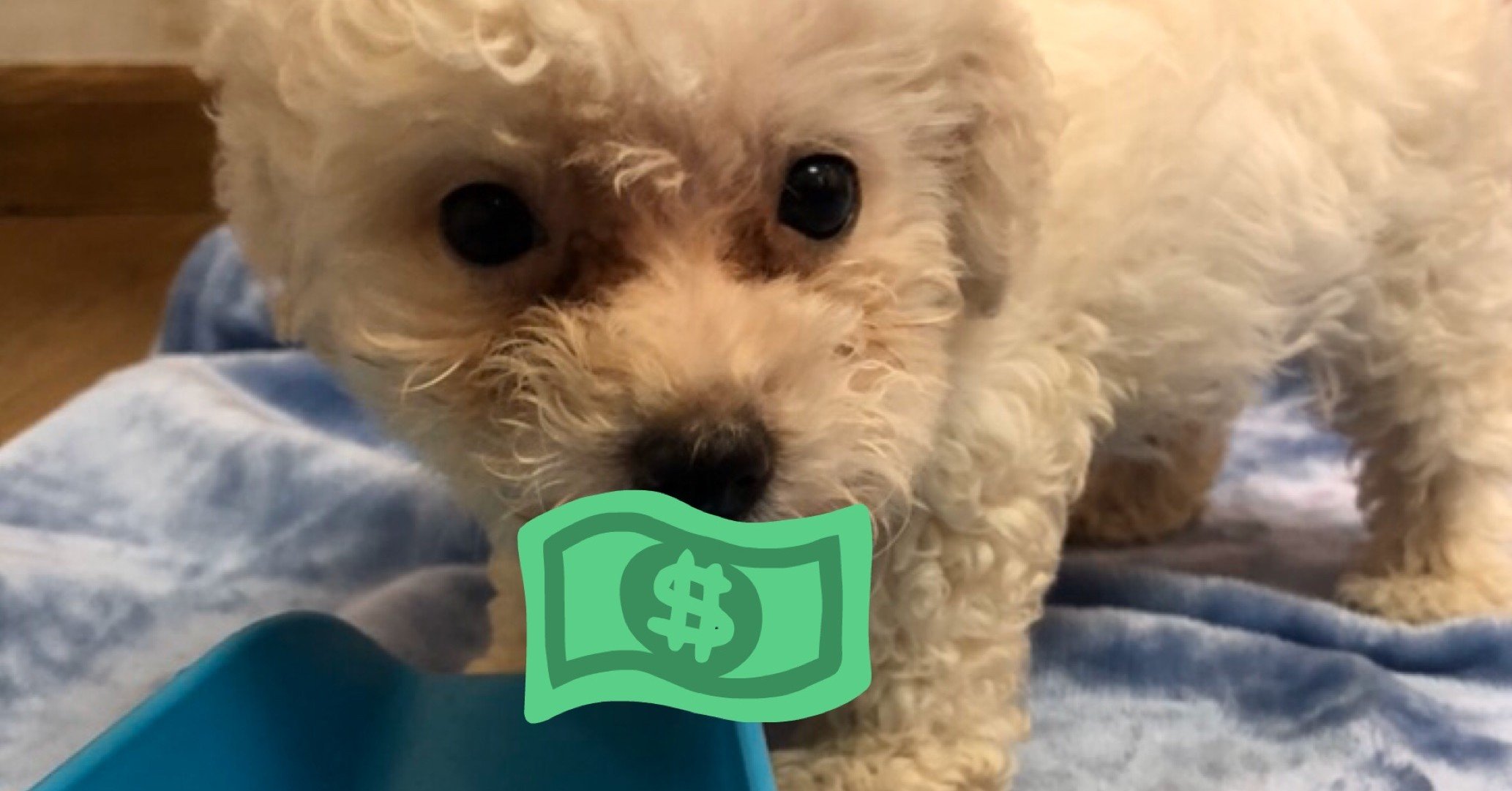 犬を飼いたい けど いくらかかるの 実際にトイプードルを飼うのに1年間にかかった費用の詳細 トイプードルと筋トレに救われたアラサー Note