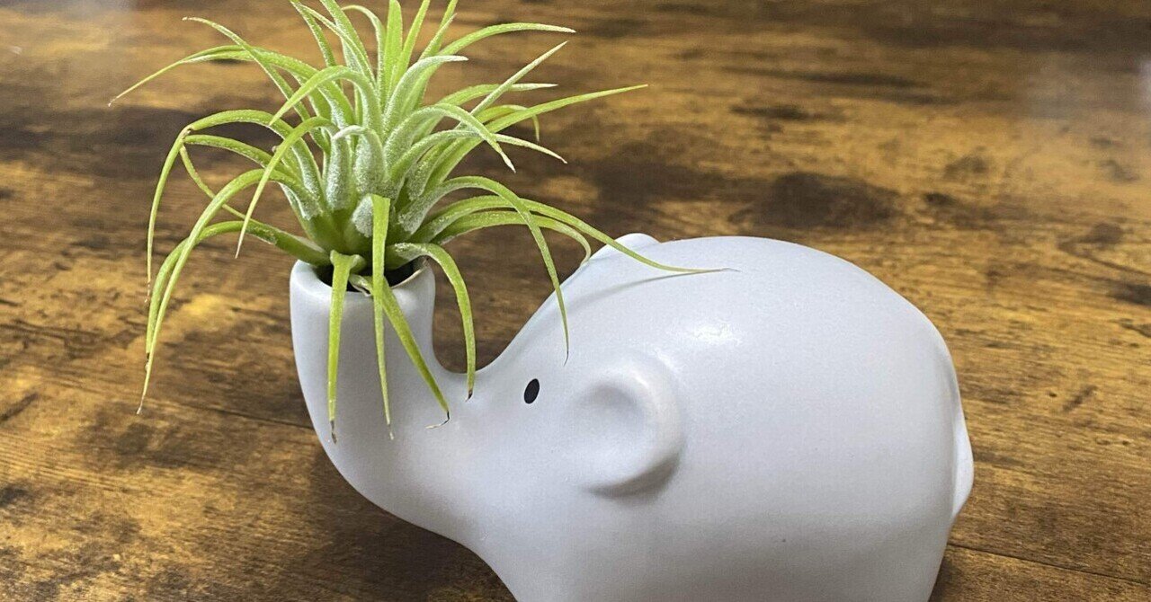 エアープランツ　ペイラノイ エアプランツは大きくならない？実際に半年育てて検証してみた