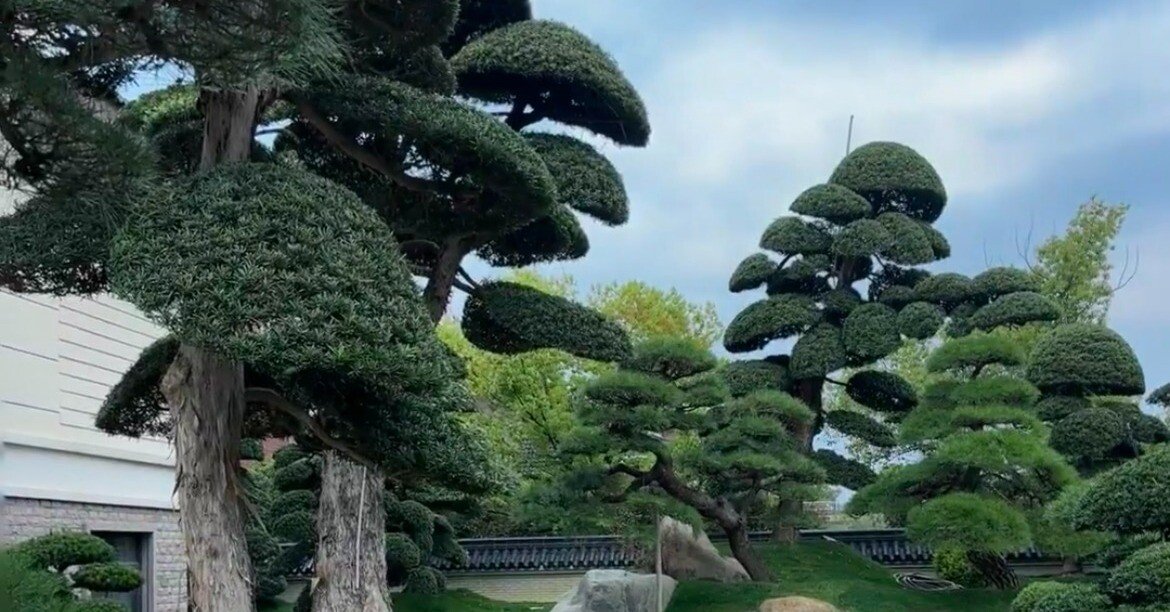 家の庭の日本の黒松の伸びは本当に素晴らしいです｜まつもと さとみ