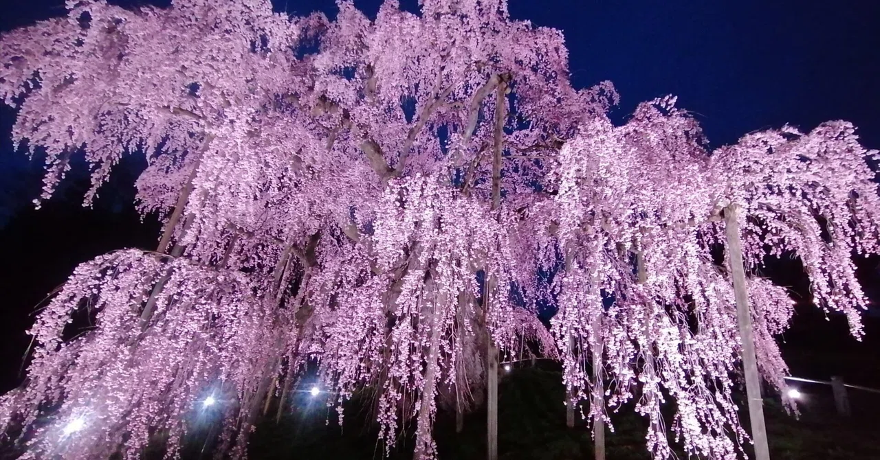大田原城～乃木神社～烏ヶ森公園～黒磯公園～三春滝桜【桜旅行2025-26