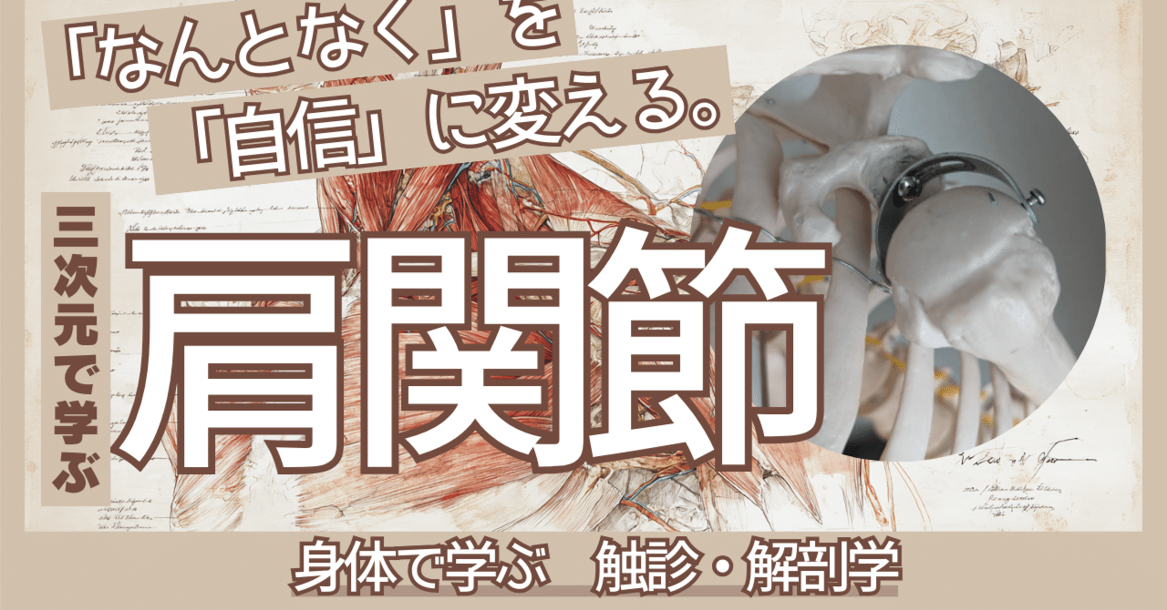 肩関節は「4つの関節」で診る！ 新人PT・OTが明日から使える評価の視点