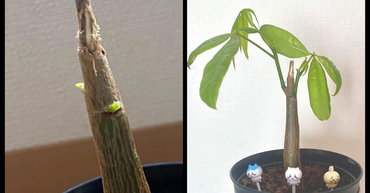パキラの幹が折れて葉が全て落ちた！｜まる坊主から復活するまでの3