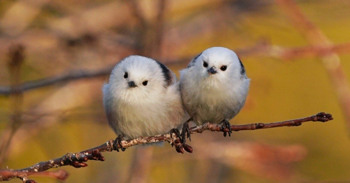 2羽で撮る野鳥写真とその考察｜TOLIMAN Hondα