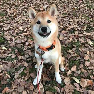 私が生後2ヶ月から始めた 子犬のトイレトレーニング方法 Nogunori Note