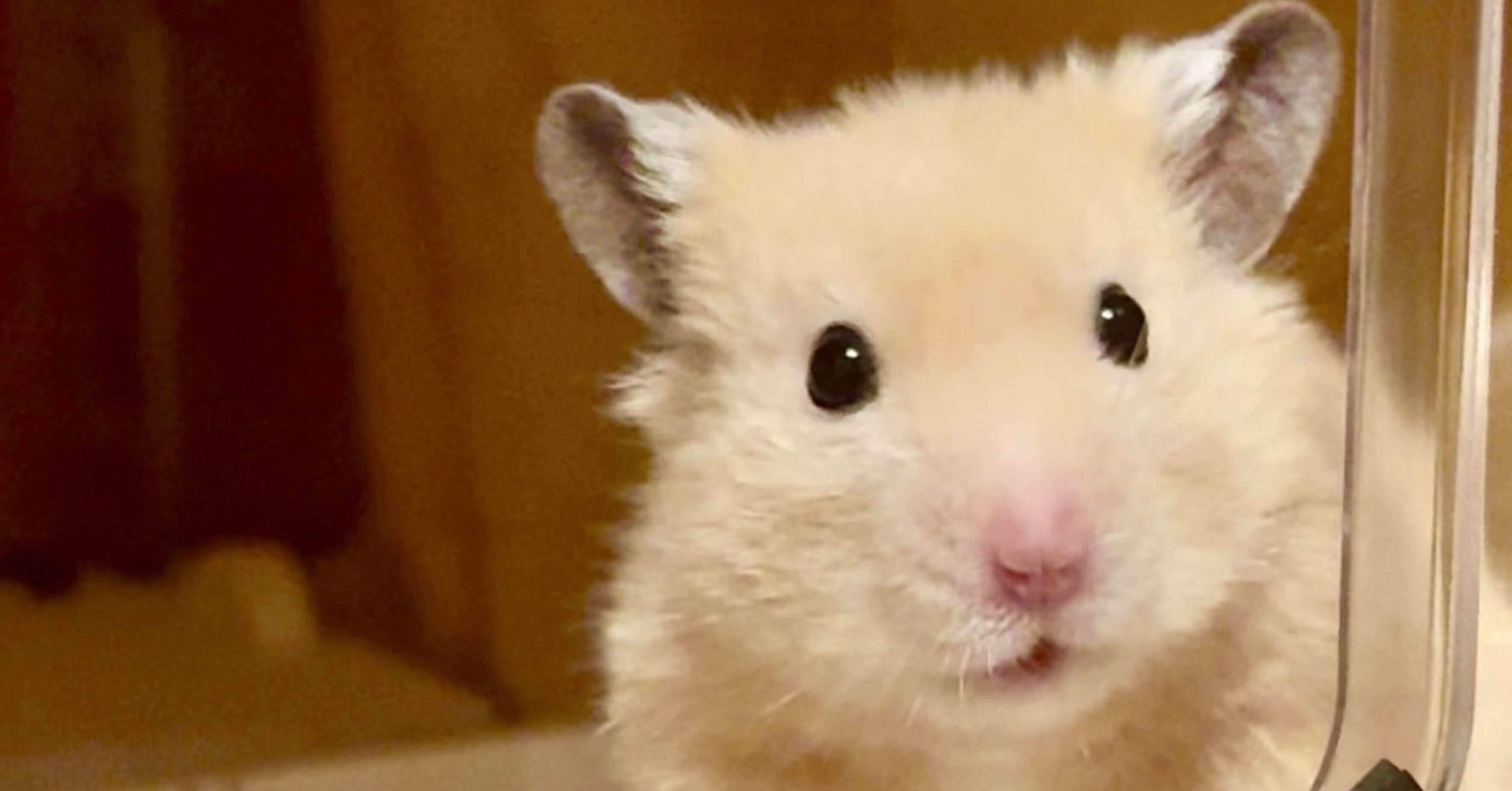 なんで急に、そんな優しくなるの？(ハムスター日記⑰)｜急に考え出す