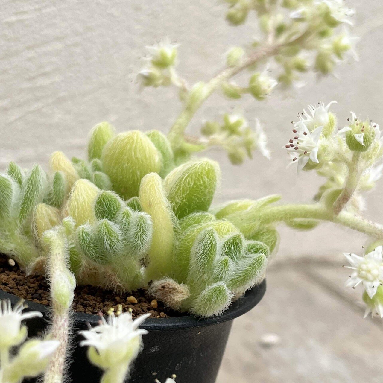 花屋店員の植物紹介】カシミア ヒントニー｜僕の日記 ｜ みっちー