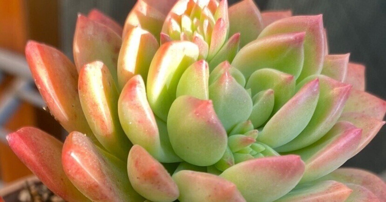 専用‼︎多肉植物^o^  モリモリ❣️マッコス 専用‼︎多肉植物^o^ モリモリ❣️マッコス 専用‼︎多肉植物^o