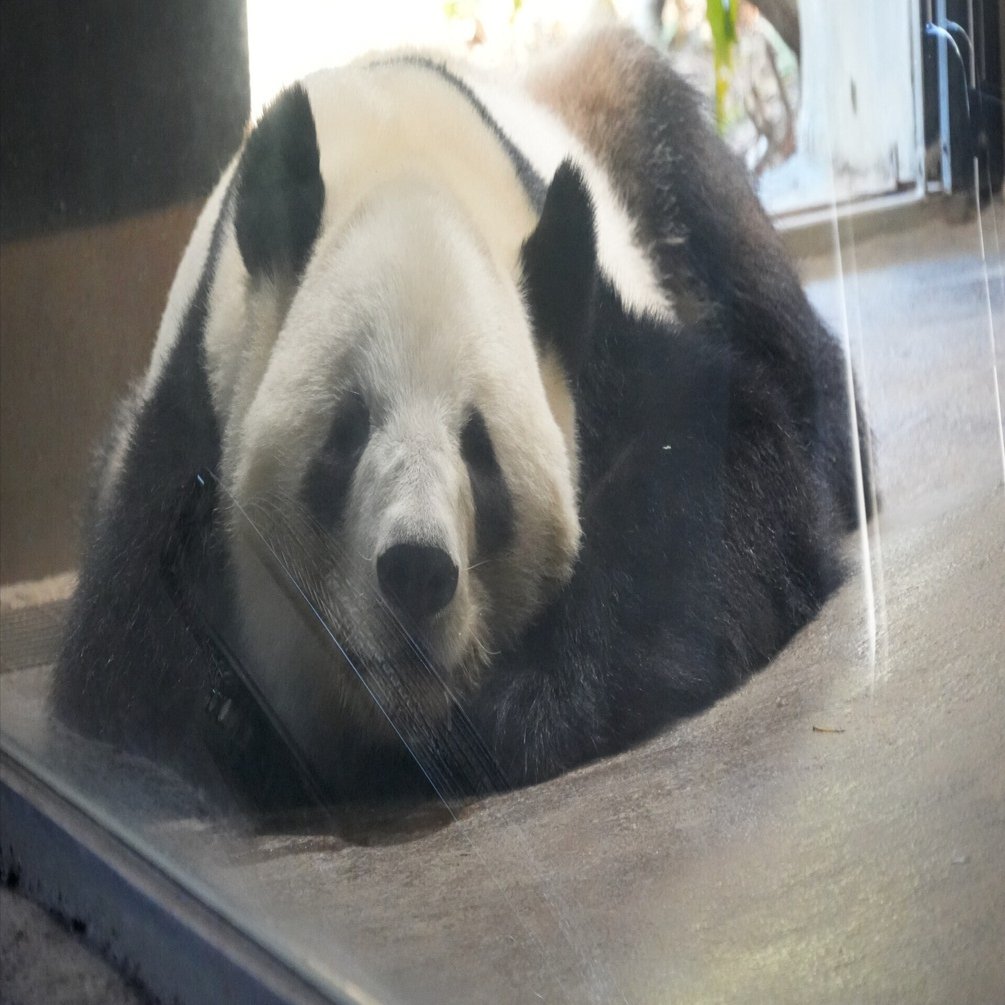 現地レポ】パンダを見てきた！上野のパンダは何時に到着すれば見れる