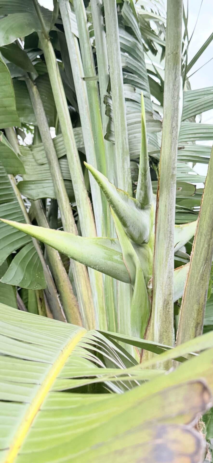 オウギバショウ その立ち姿、巨大葉、花姿がダイナミックでよい｜EGGSEED