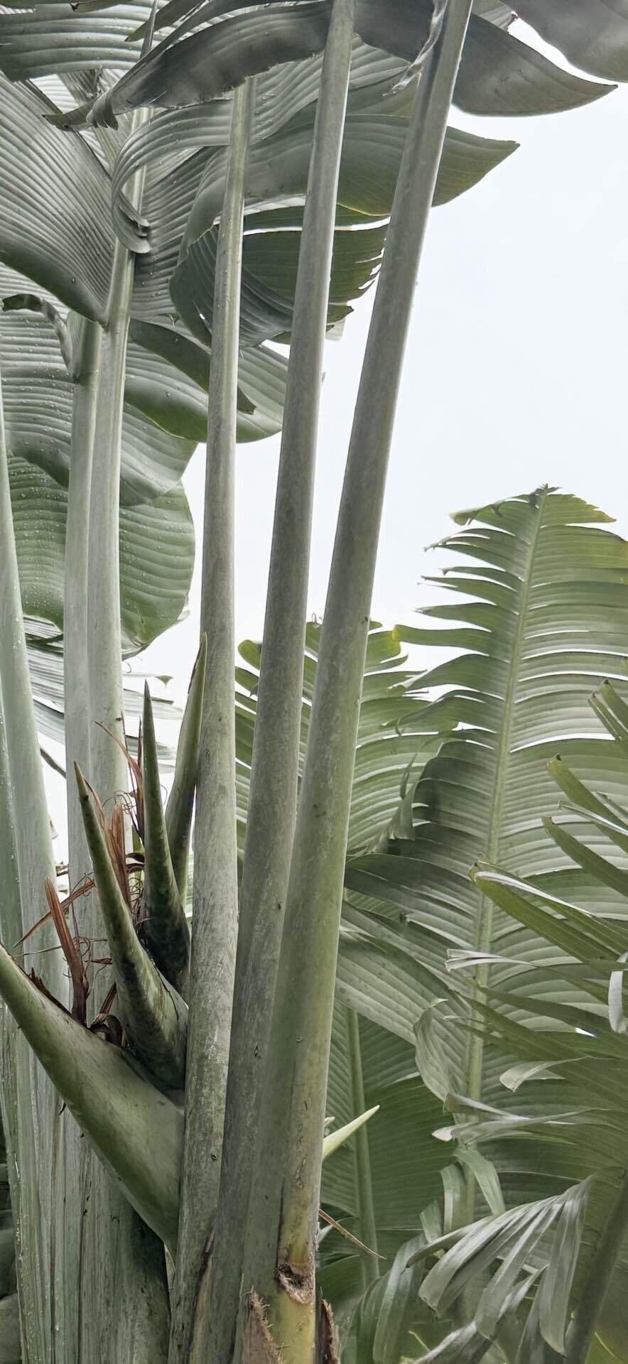 オウギバショウ その立ち姿、巨大葉、花姿がダイナミックでよい｜EGGSEED