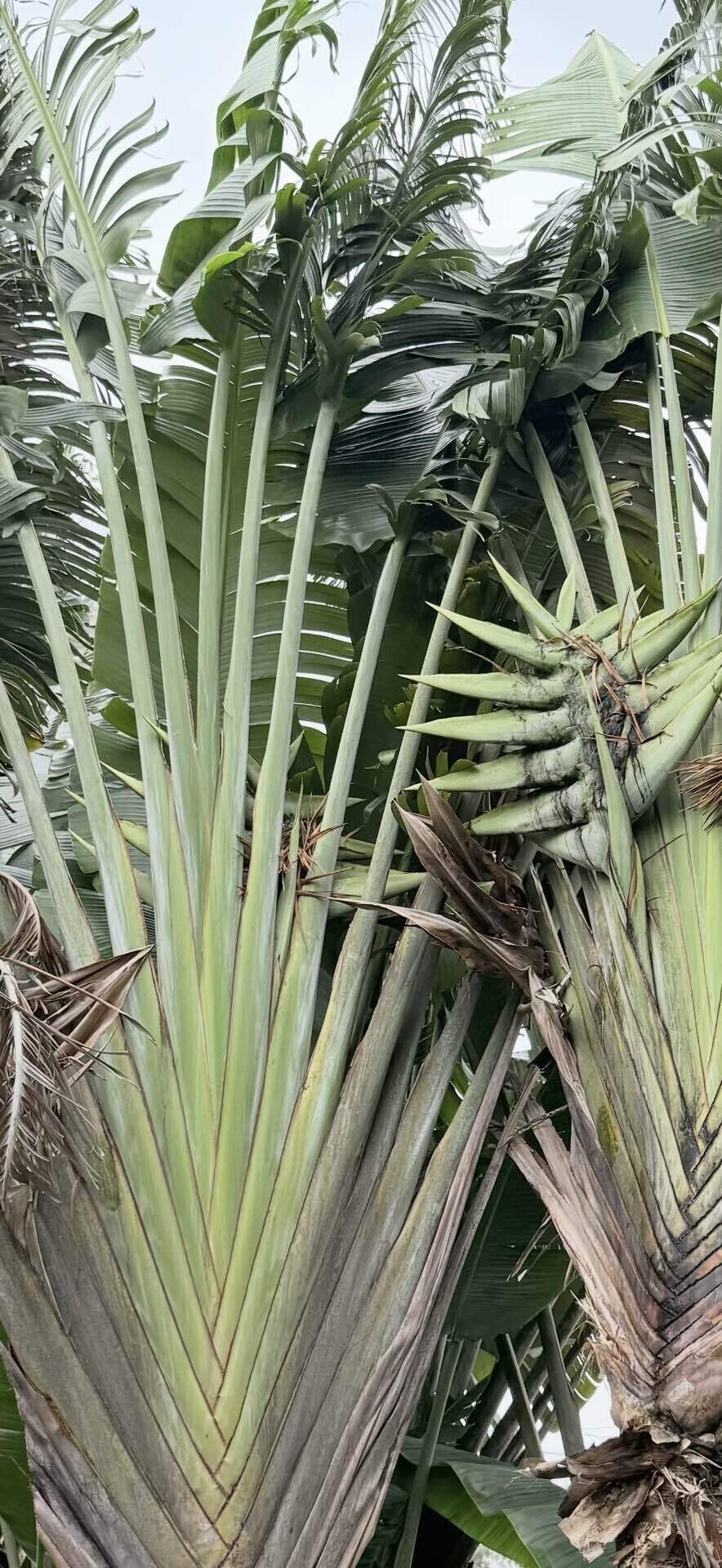 オウギバショウ その立ち姿、巨大葉、花姿がダイナミックでよい｜EGGSEED