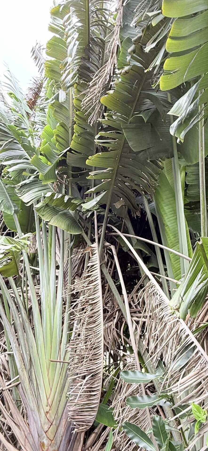 オウギバショウ その立ち姿、巨大葉、花姿がダイナミックでよい｜EGGSEED