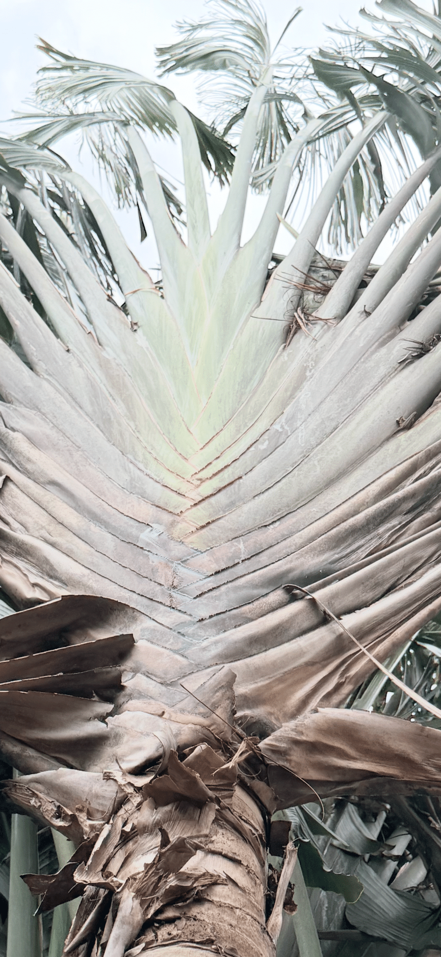 オウギバショウ その立ち姿、巨大葉、花姿がダイナミックでよい｜EGGSEED