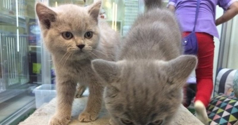 フィリピンでネコを飼う 1 16年12月 Mimi Manila Note