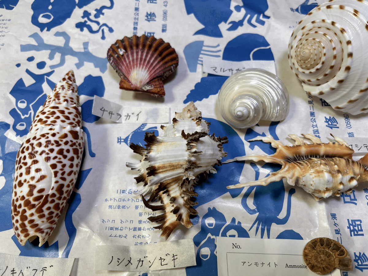 夫婦岩の貝殻屋さん｜カワカミチヒロ