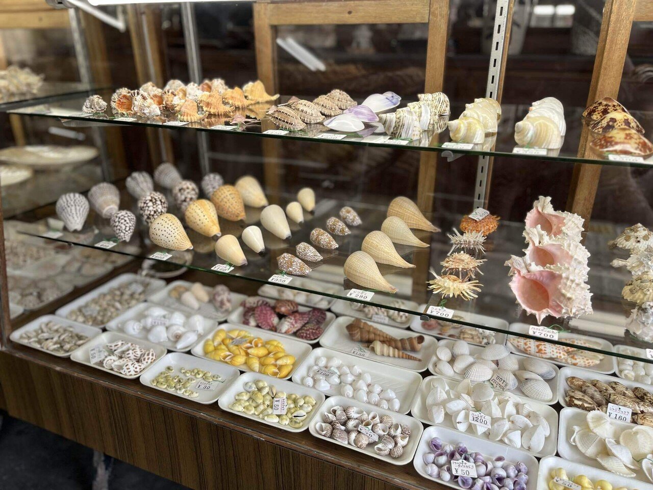 夫婦岩の貝殻屋さん｜カワカミチヒロ