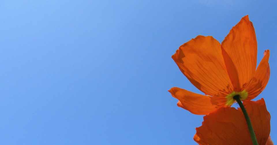 なぜ人間は生きる 支離滅裂な文章です 閲覧注意 ゴーストリクン Note