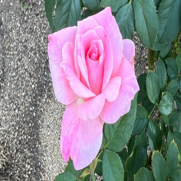 🇺🇸ブライダル・ピンク（Bridal Pink）🌹中之島バラ園｜ぱぽにゃん