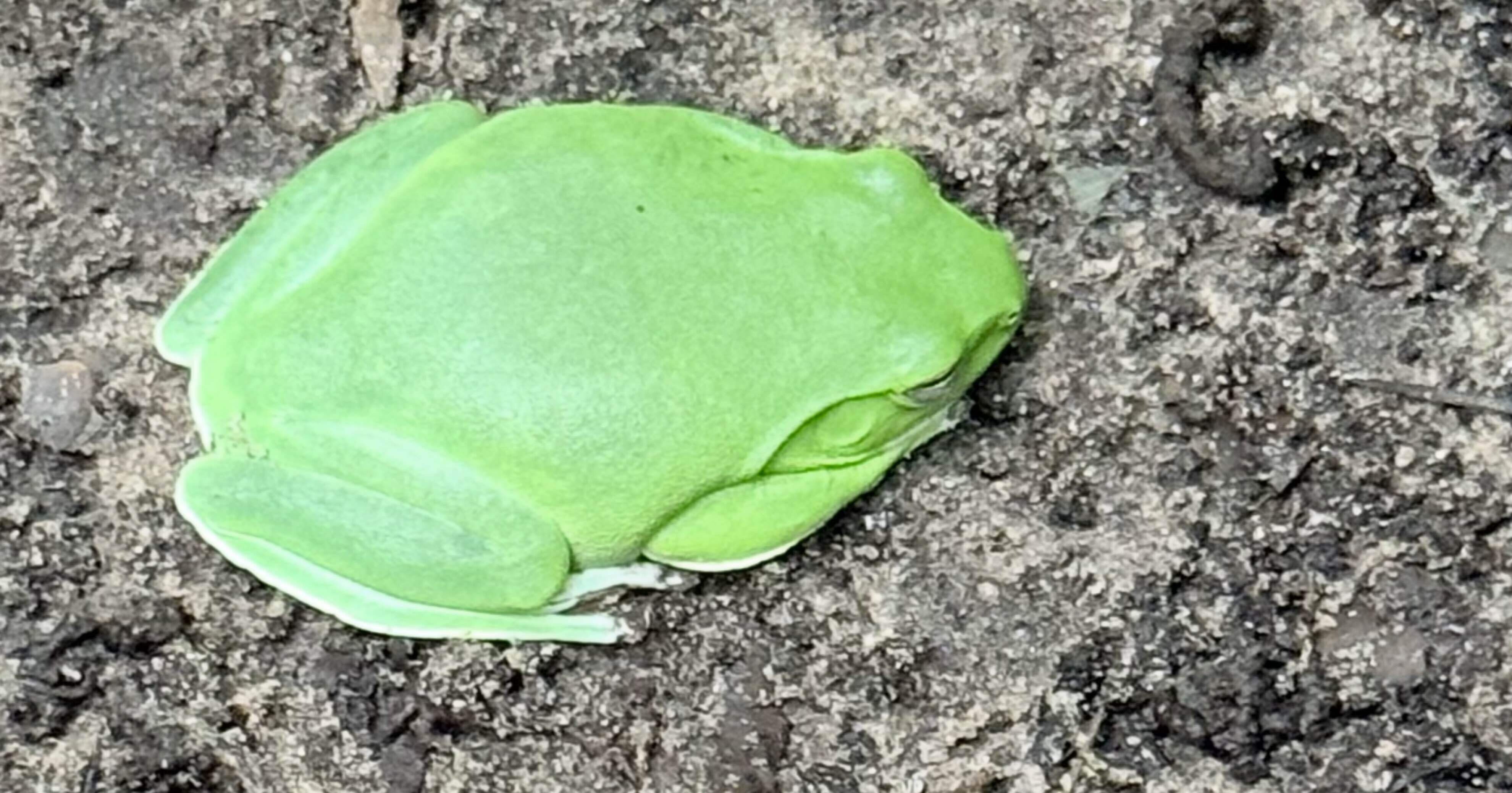 ヤエヤマアオガエル 葉と間違えて危うく踏みそうになったちょっと