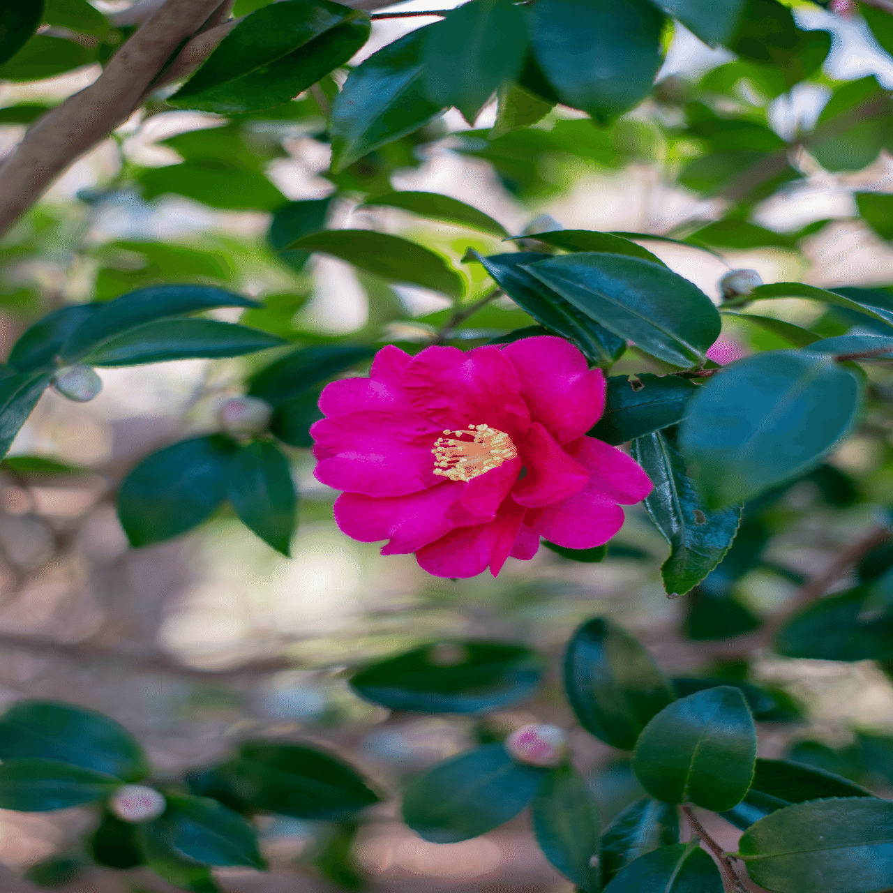 NikonのボディにFUJIのレンズを装着｜桜橋