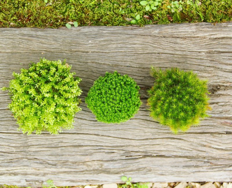 苔コロニーって 苔むすび Note 苔コロニーって 苔むすび Note